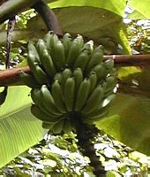 Bananes