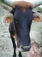 Vache Gaudeloupenne