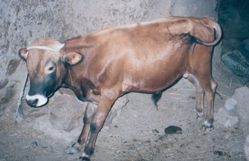 Taureau des parents