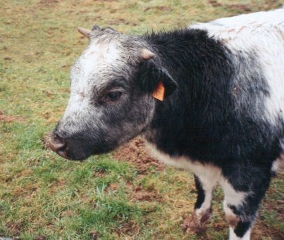 Une Bleue dans le brouillard